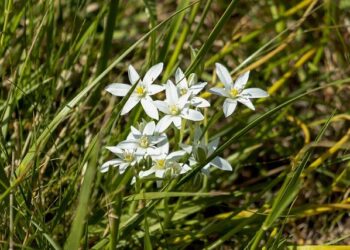Justin Hastings Rises to the Challenge as the 2025 U.S. Open’s Top Amateur!