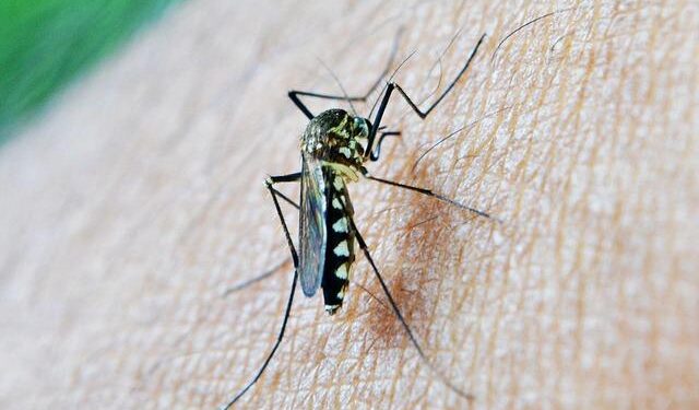 Suriname’s Bold Path to a Malaria-Free Future