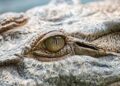 Discover Georges: The Enigmatic Crocodile of Martinique’s Magical Mangroves