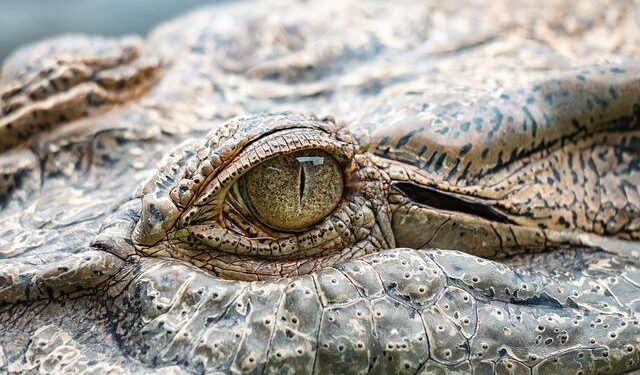 Discover Georges: The Enigmatic Crocodile of Martinique’s Magical Mangroves