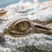 Discover Georges: The Enigmatic Crocodile of Martinique’s Magical Mangroves
