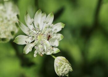 Get Ready for an Epic Collaboration: Major Lazer, Bunji Garlin, and America Foster Team Up for ‘Goat