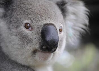 Australia’s Diminishing Trust in Trump’s America: What Threatens the Alliance?