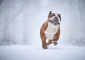 Embrace the Chill: Discover Colorado’s Ultimate Winter Wonderland!