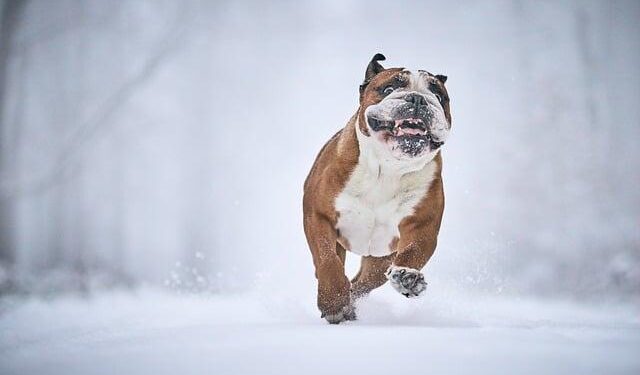 Embrace the Chill: Discover Colorado’s Ultimate Winter Wonderland!