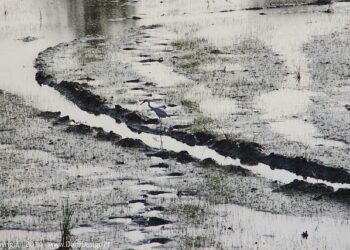 Suriname’s Oil Dreams Confront Stark Geological Realities