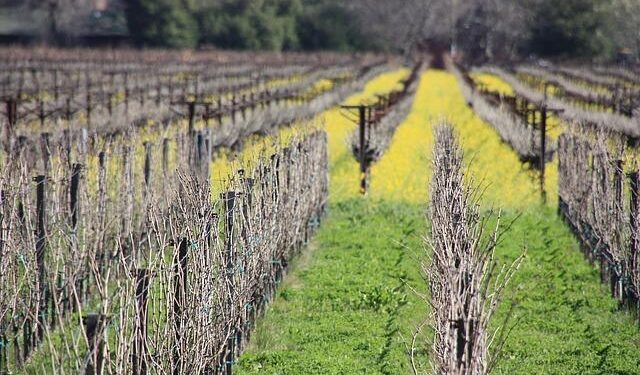 Unveiling California’s Spot in the Ultimate Best States Rankings!