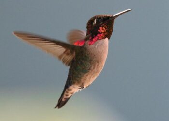 Discover Paradise: Ultimate Tips for Scoring Caribbean Flights with Points and Miles in 2025!