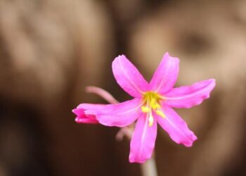 Suazo Negrete Breaks Records and Earns Bison of the Week at the 2025 Central American Games!