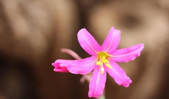Suazo Negrete Breaks Records and Earns Bison of the Week at the 2025 Central American Games!