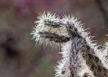 Discover Scottsdale: America’s Ultimate Pet Paradise!