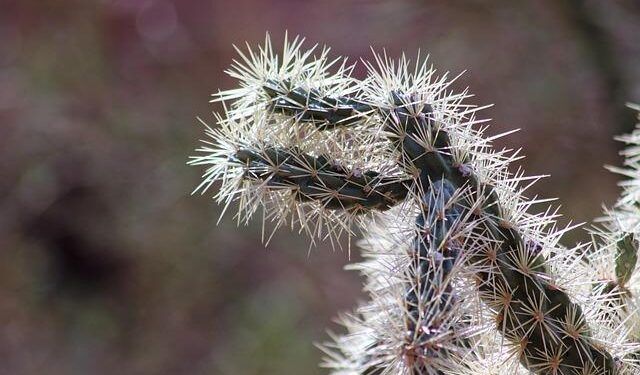 Discover Scottsdale: America’s Ultimate Pet Paradise!