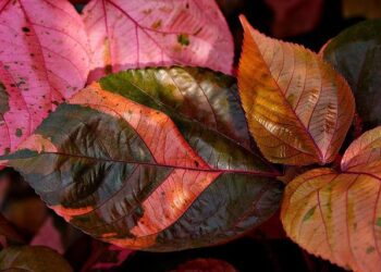 Unearthing Opportunity: The Alaskan Mine That Could Transform America’s Copper Future