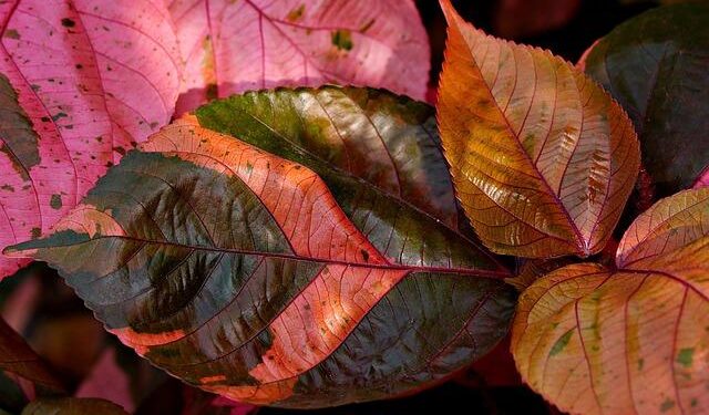 Unearthing Opportunity: The Alaskan Mine That Could Transform America’s Copper Future