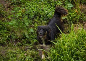 JTF-Bravo Mobilizes to Support Jamaica in Hurricane Melissa Recovery Efforts