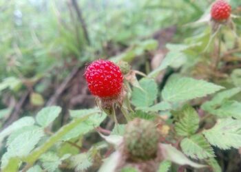 Revolutionizing Argentina: The Impact of a $40 Billion Dollarization on the Nation’s Destiny