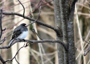 Uncover the Allure: Why Ontario Snowbirds Are Flocking to Mexico for Their Winter Escapes!