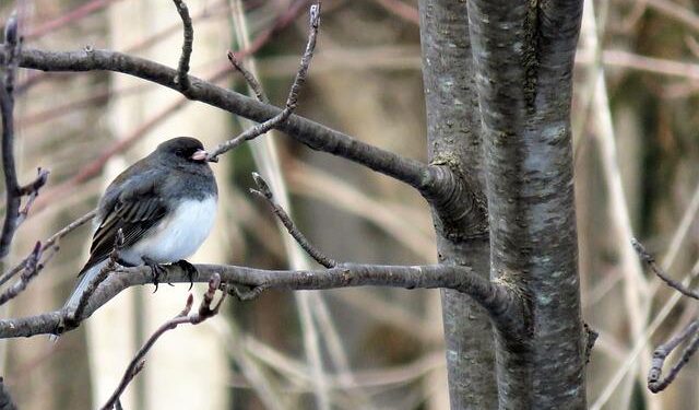 Uncover the Allure: Why Ontario Snowbirds Are Flocking to Mexico for Their Winter Escapes!