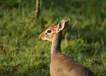 Alabama Leaders Demand Justice Following Kirk’s Heartbreaking Shooting Death