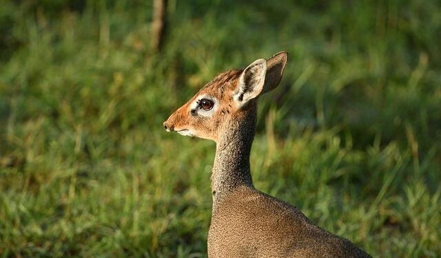 Alabama Leaders Demand Justice Following Kirk’s Heartbreaking Shooting Death