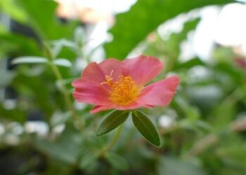 Gio Reyna’s Spectacular Comeback: A Game-Changing Goal Leads USMNT to a Thrilling 2-1 Victory Over Paraguay!