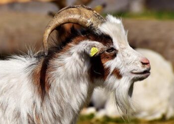 Nubank Takes a Bold Leap: US Approval Opens New Doors Beyond Brazil!