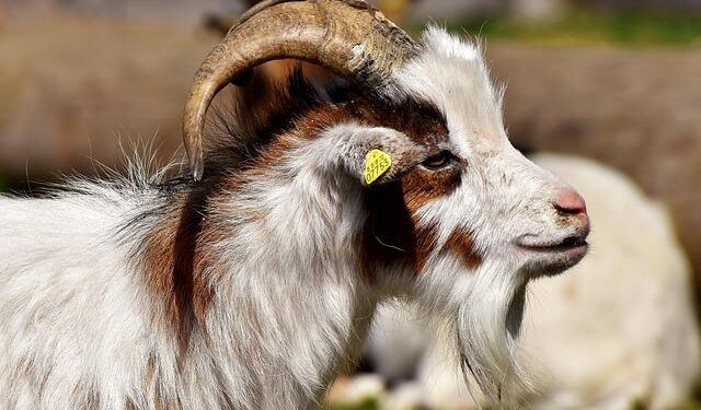 Nubank Takes a Bold Leap: US Approval Opens New Doors Beyond Brazil!