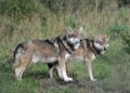 Trump Administration Takes Bold Stand: U.S. Wolves Off-Limits to Canadian Imports!