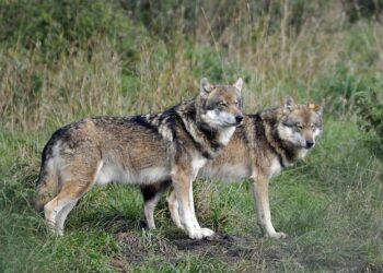 Trump Administration Takes Bold Stand: U.S. Wolves Off-Limits to Canadian Imports!