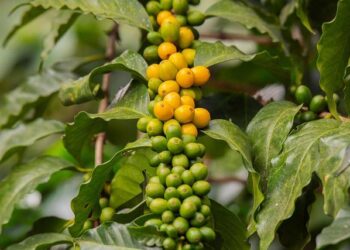 Savor the Flavors: 13 Traditional Guatemalan Dishes You Can’t Miss!