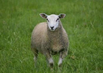 Powering the Future: ENGIE Chile’s Bold Leap into Green Energy with Innovative A/B Loan