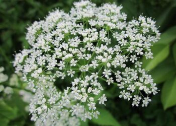 Gerard Piqué’s Mother Faces Heartbreak as Shakira’s Children Cut Ties