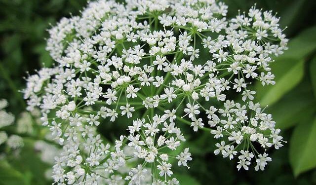 Gerard Piqué’s Mother Faces Heartbreak as Shakira’s Children Cut Ties