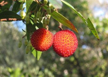 Adventure Awaits: Hegseth and Caine Discover Puerto Rico During Surge of US Military Activity in the Caribbean