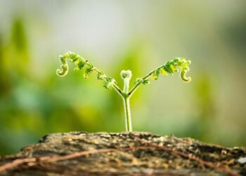 USA Mixed Doubles Curling Team Shines with Victories Against Canada and Czechia!