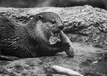 From Otter Pelts to a Historic Deal: Unveiling the Untold Story Behind Alaska’s $7.2 Million Purchase