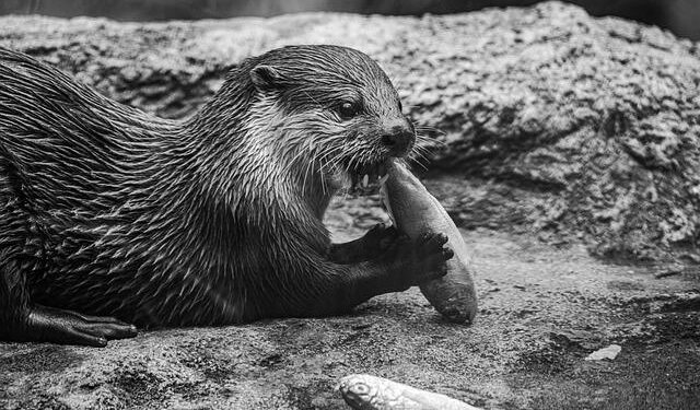 From Otter Pelts to a Historic Deal: Unveiling the Untold Story Behind Alaska’s $7.2 Million Purchase