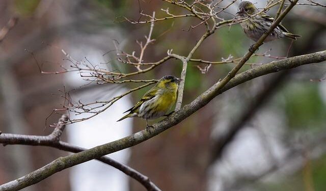 Stranded in Paradise: An American Couple’s Thrilling Tale of Survival During Hurricane Irma