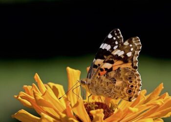 Vanessa Cárdenas Unveils the Devastating Effects of TPS Revocation on Honduras and Nicaragua