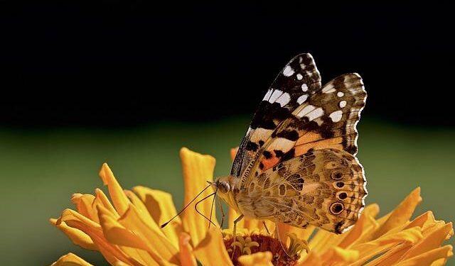 Vanessa Cárdenas Unveils the Devastating Effects of TPS Revocation on Honduras and Nicaragua