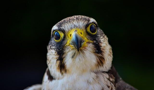 Black Hawk’s Early Arrival: A New Era for U.S.-Brazil Relations!