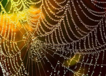 Mastering the Game: Noboa’s Brilliant Strategy to Overcome the Incumbency Challenge