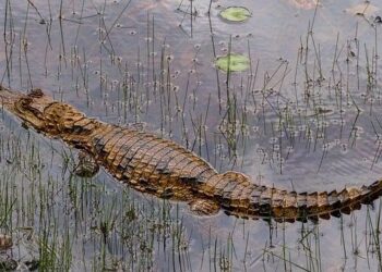 Cayman Islands Aims for US Reinsurance Recognition: A Bold Move Forward!