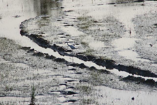 Discovering Carbon Wealth: An Insightful Conversation with Suriname’s President Jennifer Geerlings-Simons