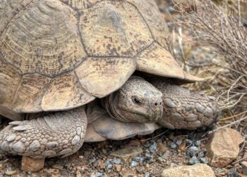 Arizona Sonoran Lands $20M Deal, Moving Forward Without Nuton!