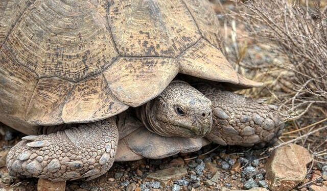 Arizona Sonoran Lands $20M Deal, Moving Forward Without Nuton!