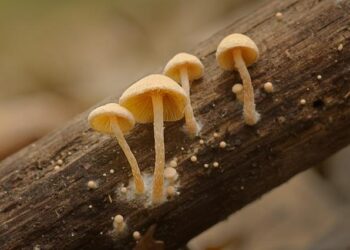 Haunting Revelation: Decomposing Bodies Found Behind Hidden Door at Colorado Funeral Home