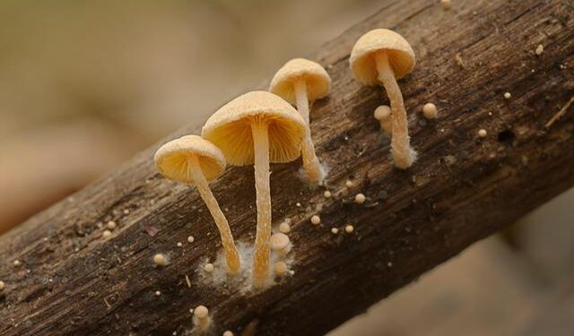 Haunting Revelation: Decomposing Bodies Found Behind Hidden Door at Colorado Funeral Home