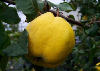 Exploring Latin America’s Transformative Landscape: Alma Guillermoprieto’s Inspiring Journey