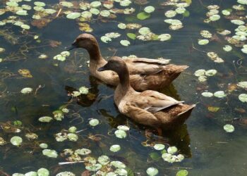 Honoring Ben Nighthorse Campbell: A Pioneering Senator and Champion for Native American Rights